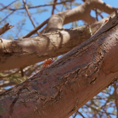 Gum,Arabic,Also,Known,As,Gum,Sudani,On,The,Acacia